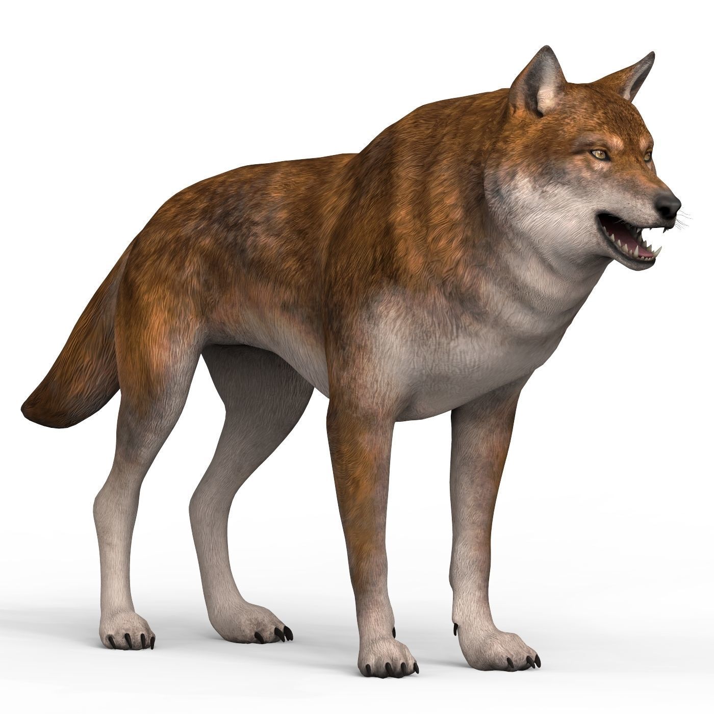 Red Wolf Low-poly 3D model_5