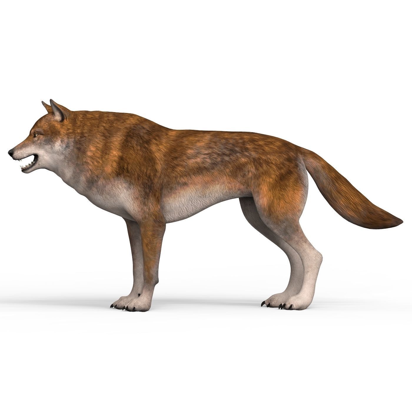 Red Wolf Low-poly 3D model_2
