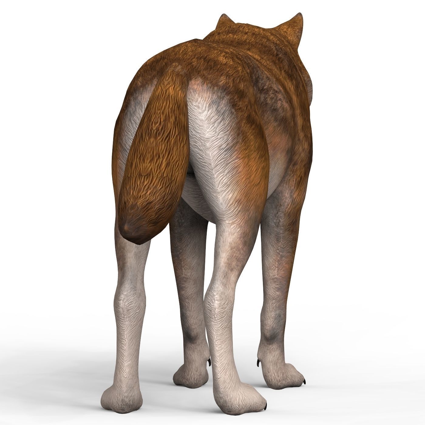 Red Wolf Low-poly 3D model_4