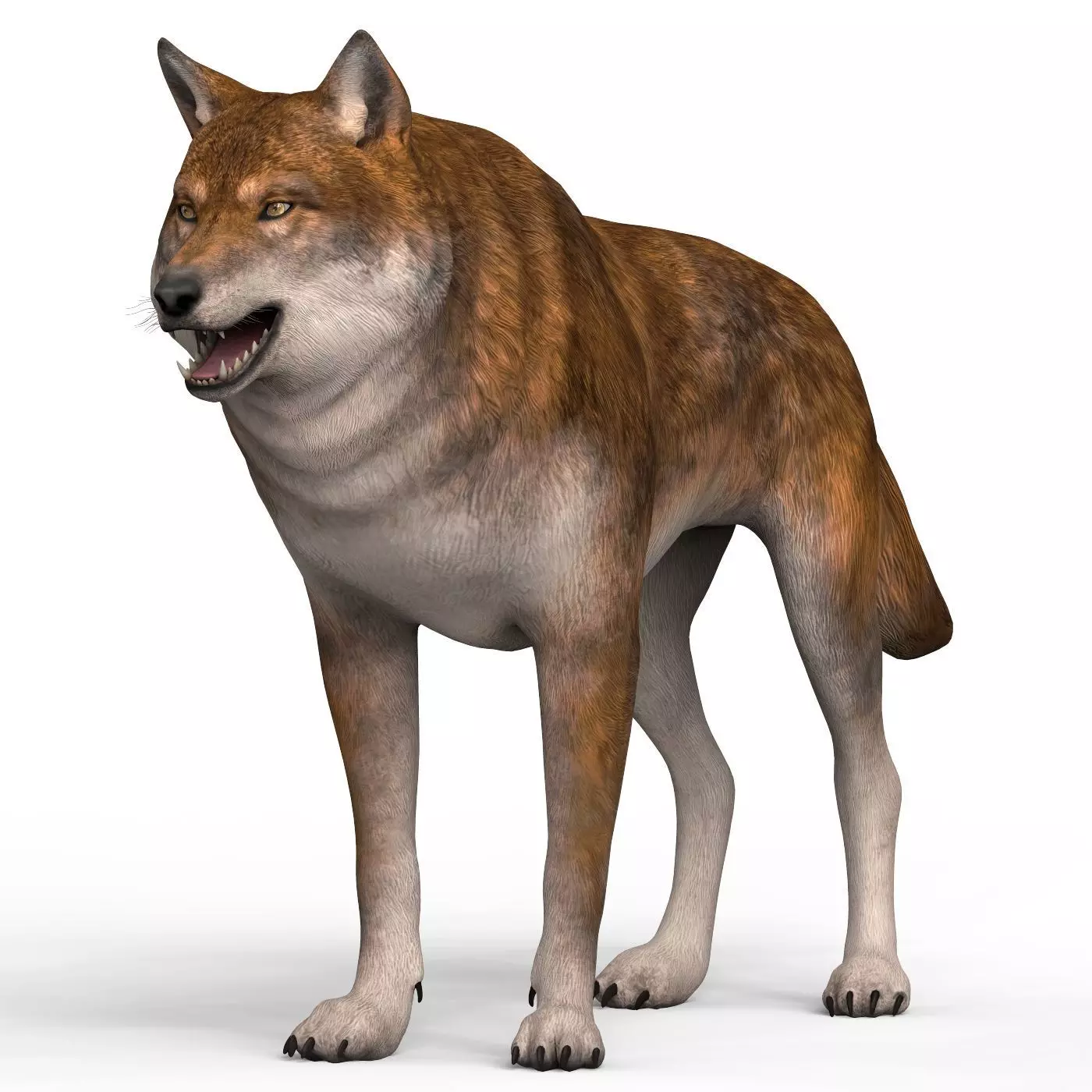 Red Wolf Low-poly 3D model_0