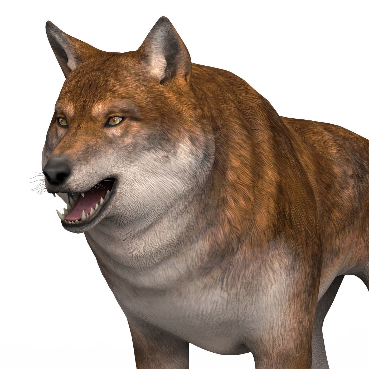 Red Wolf Low-poly 3D model_1