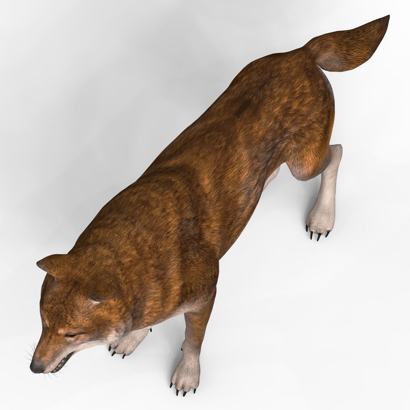 Red Wolf Low-poly 3D model_3