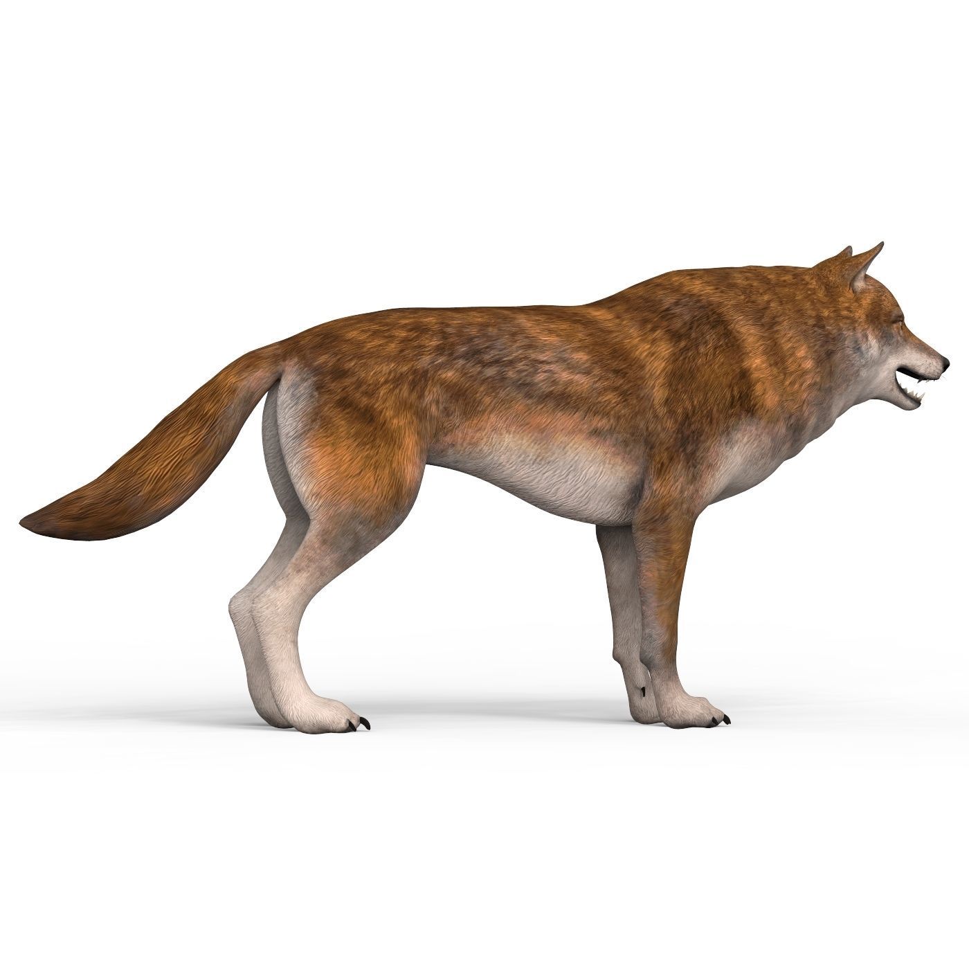 Red Wolf Low-poly 3D model_6