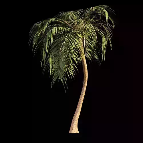 Palm tree 001