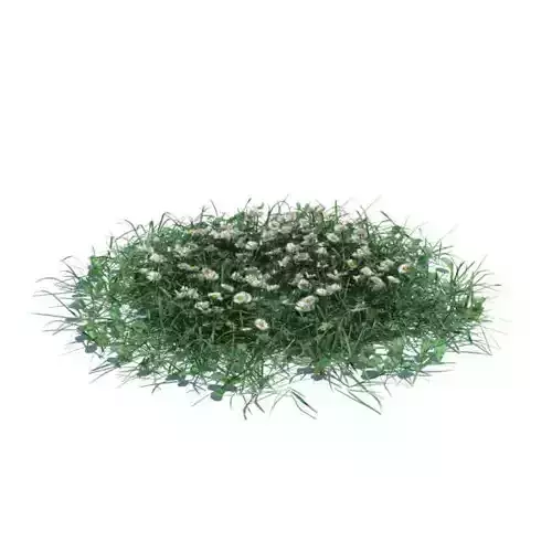 Green Grass With Small Flowers