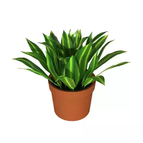 Potted Plant Aspidistra Elatior