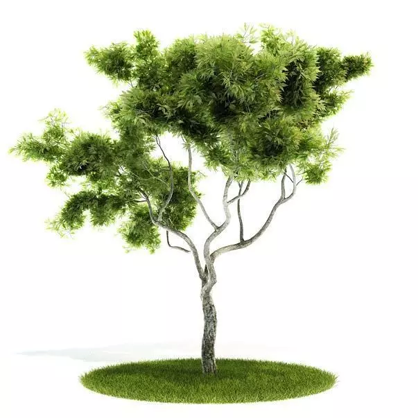 Large Bonsai Tree 3D model