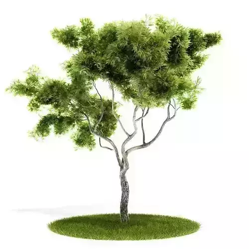Large Bonsai Tree