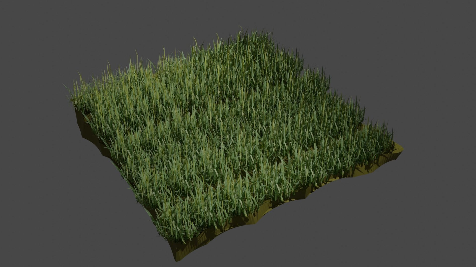 Realistic Grass model 3D model_6