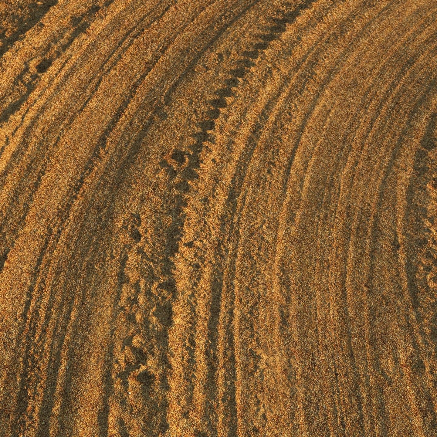 Sandy single lane road - 25 meters 3D model_3