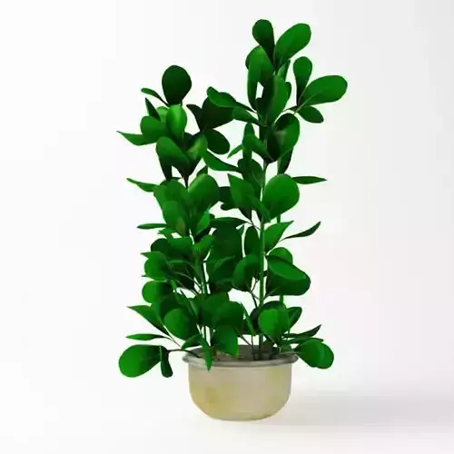 Potted Green Plant