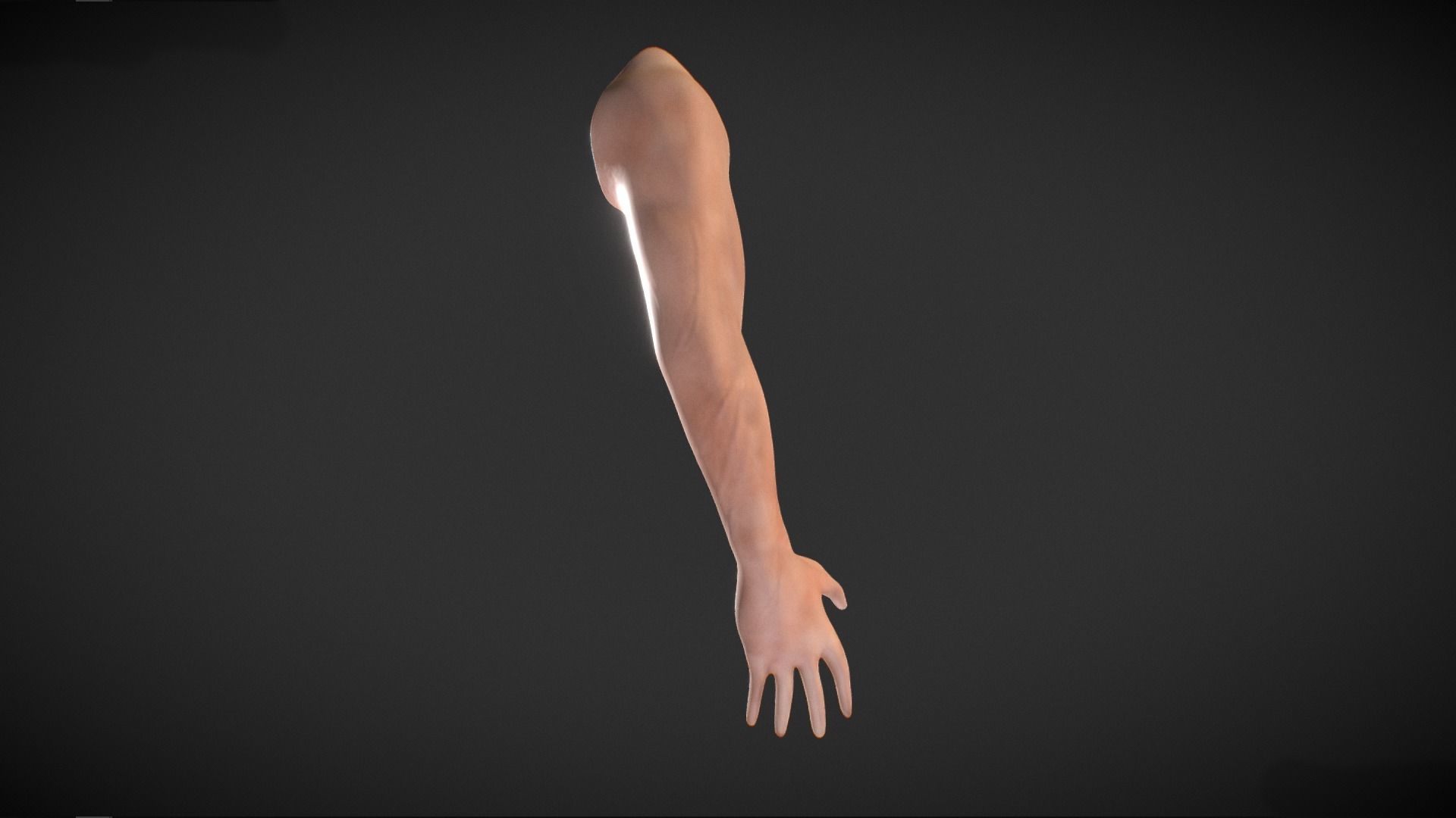 Human Male Arm - base mesh 3D model_3