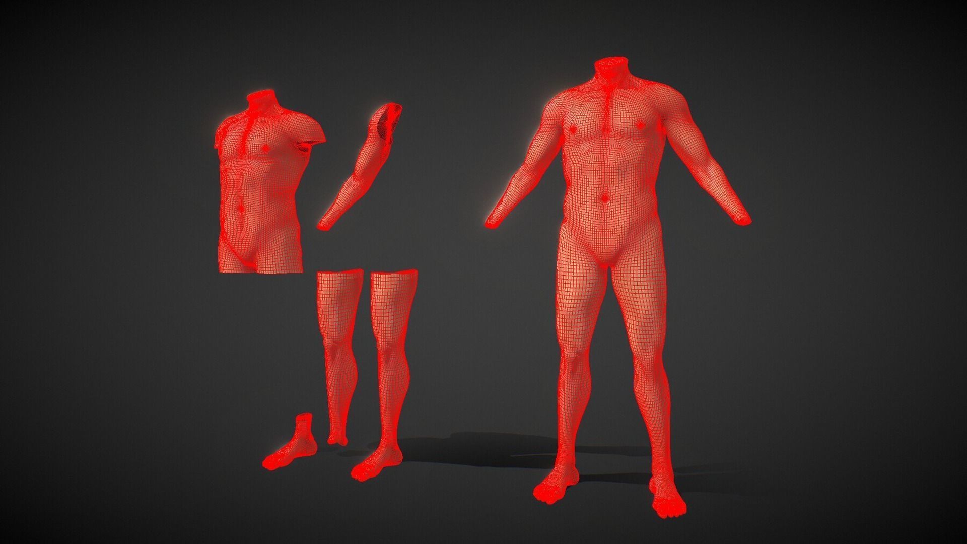 Fit Male Anatomy - Body parts base mesh pack 3D model_8