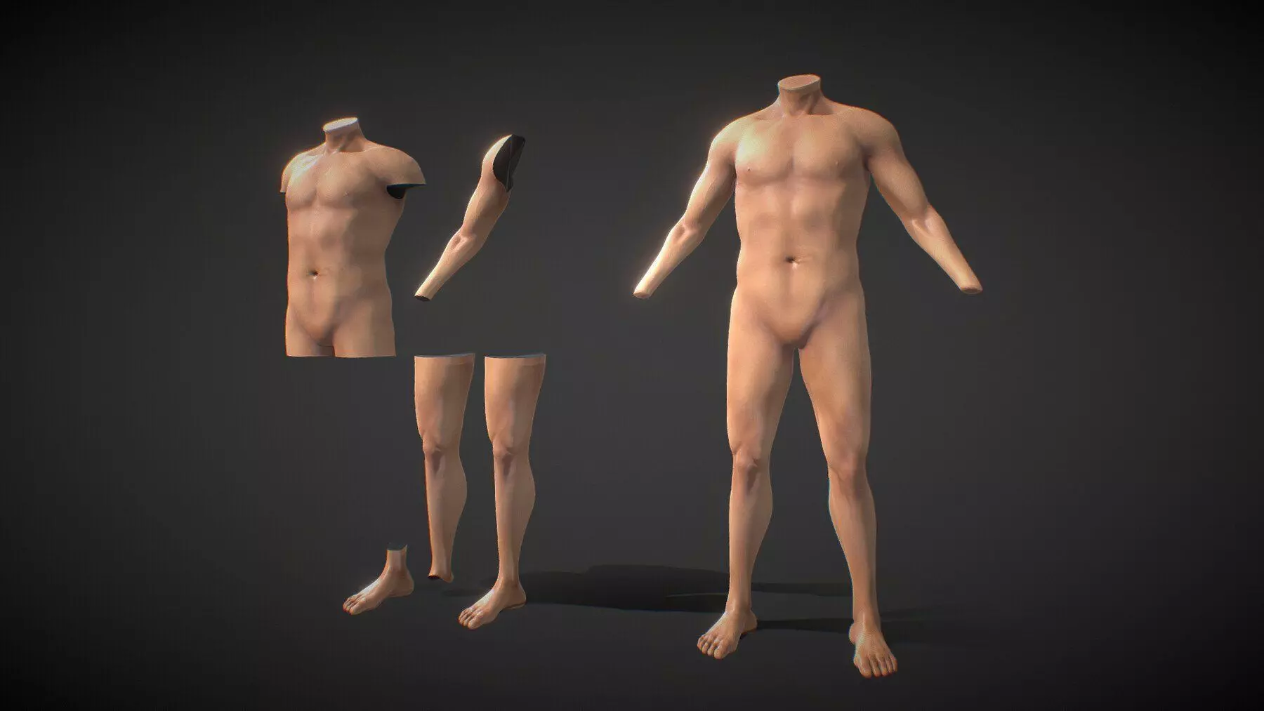 Fit Male Anatomy - Body parts base mesh pack 3D model_0