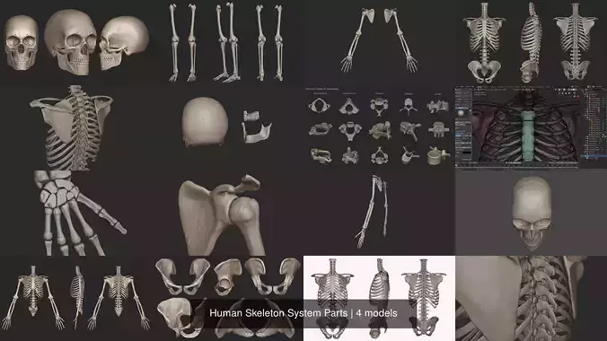 Human Skeleton System Parts 3D Model Collection