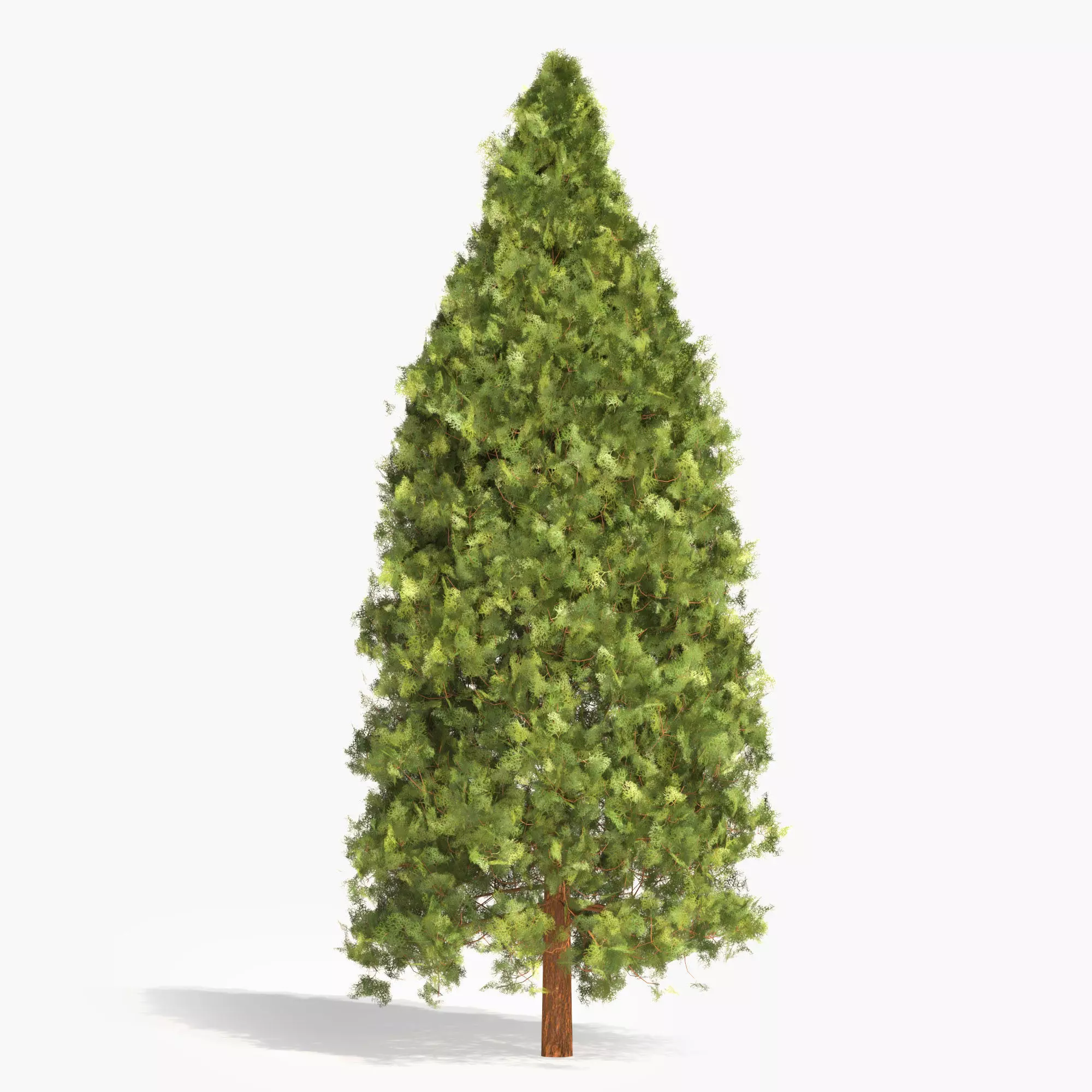 Garden thuja Free 3D model