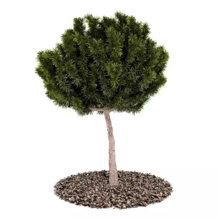 Tree  Bonzai Tree 3D model_0
