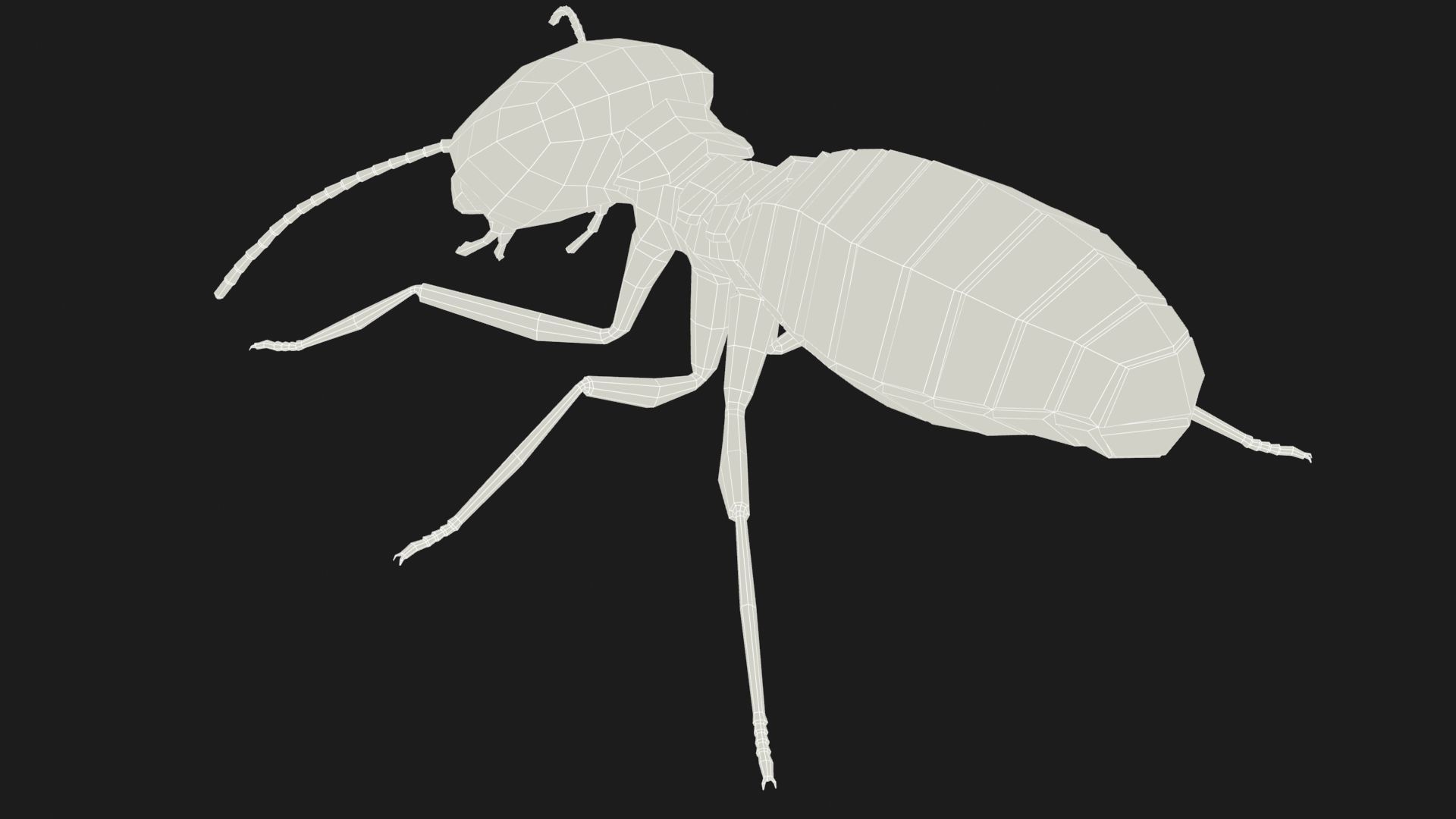 Termite Worker Low-poly 3D model_13