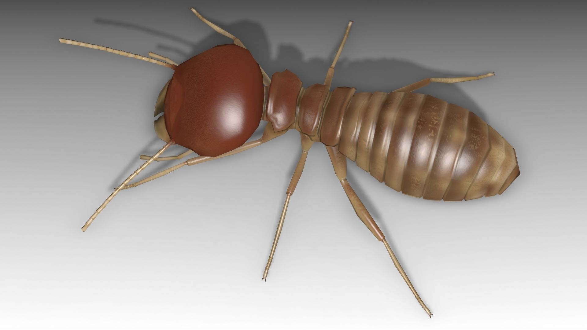 Termite Worker Low-poly 3D model_10
