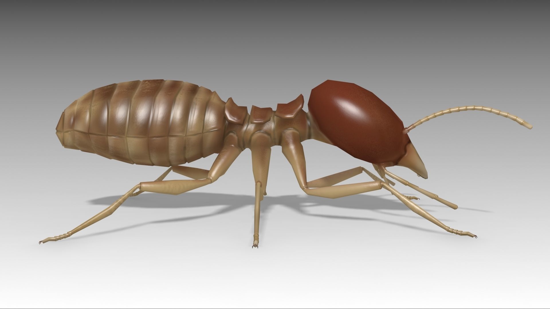 Termite Worker Low-poly 3D model_9