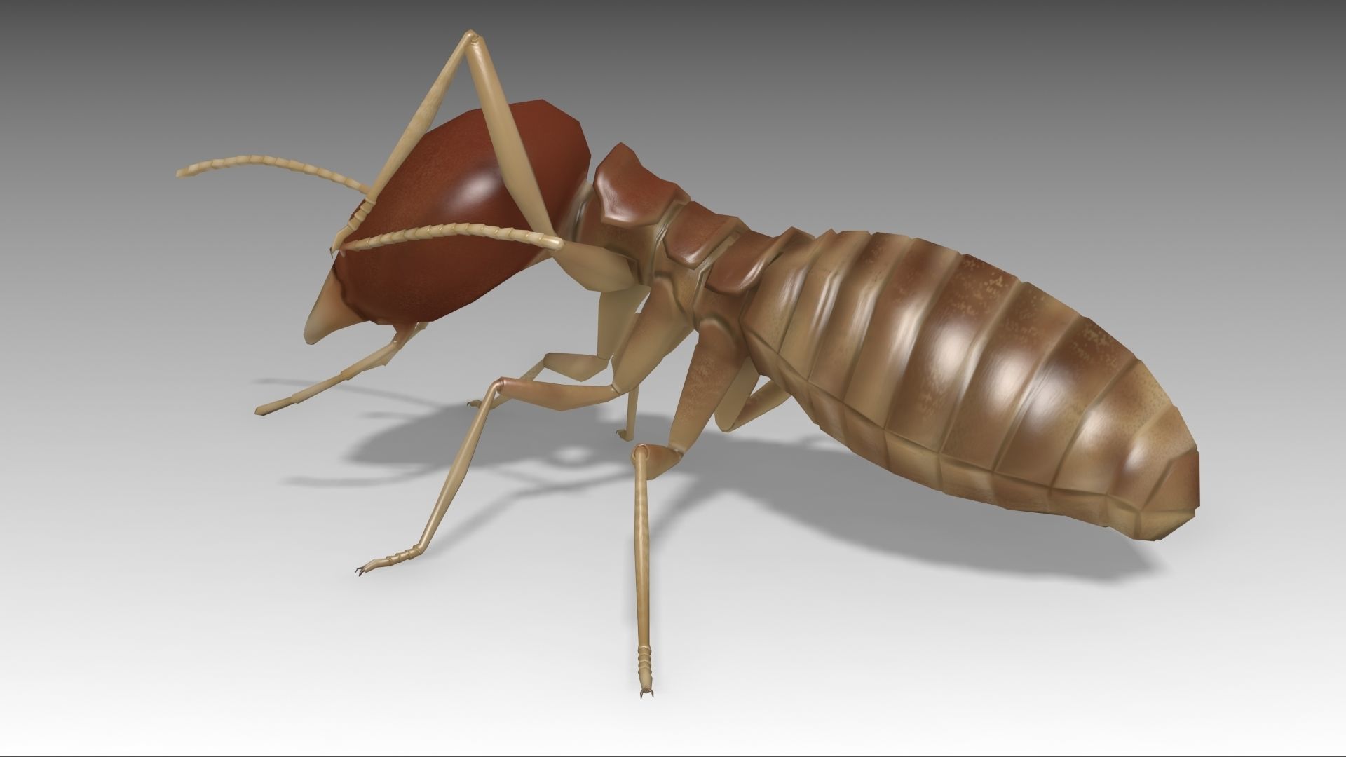 Termite Worker Low-poly 3D model_3