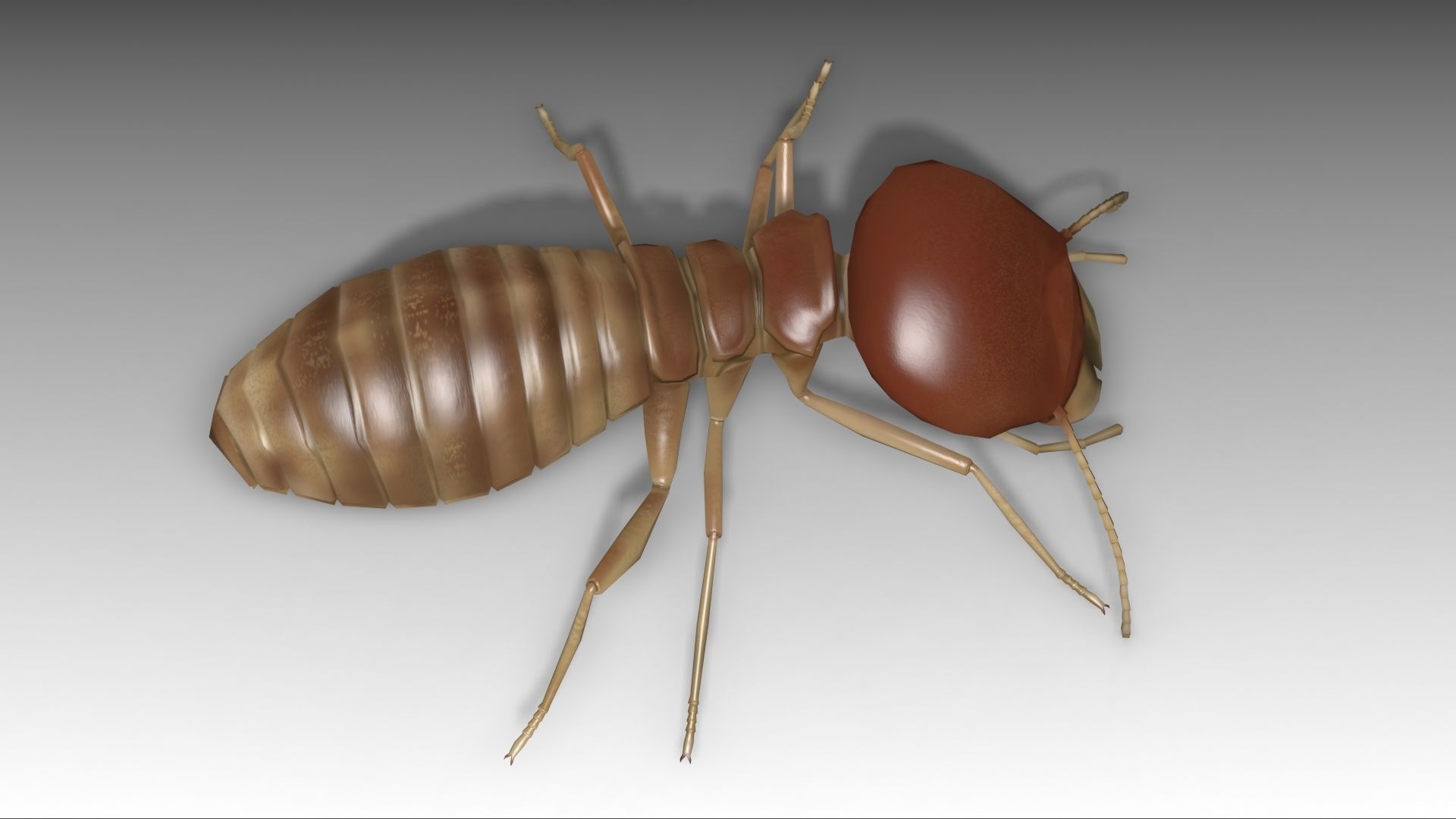 Termite Worker Low-poly 3D model_5