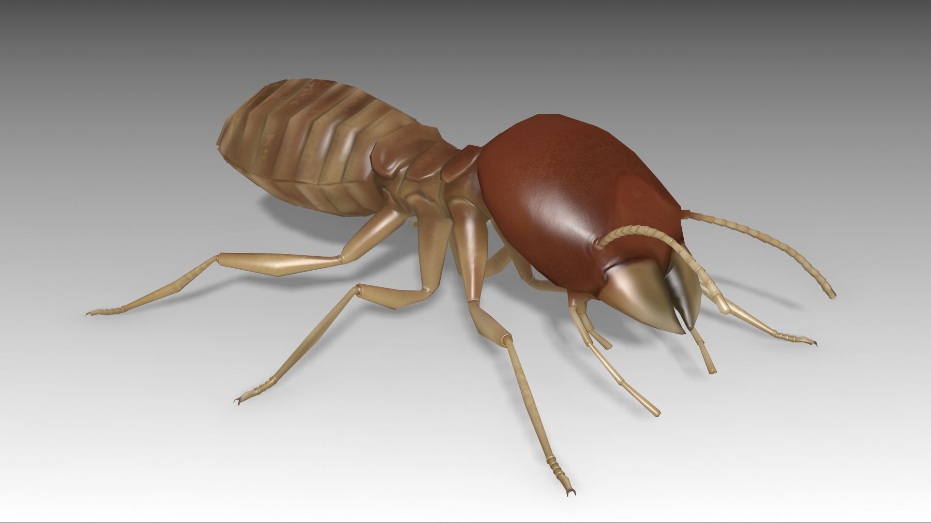 Termite Worker Low-poly 3D model_2