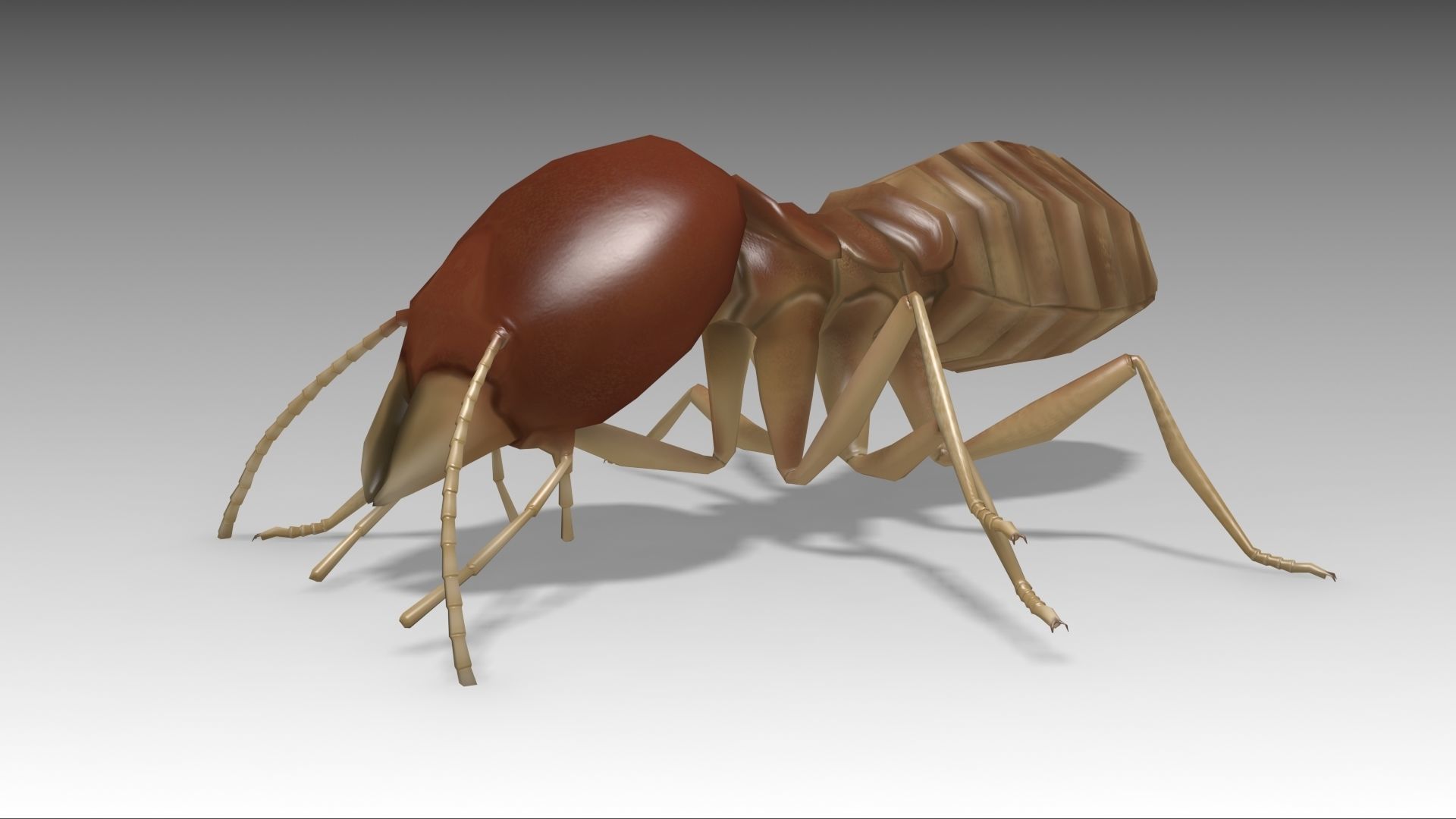 Termite Worker Low-poly 3D model_6
