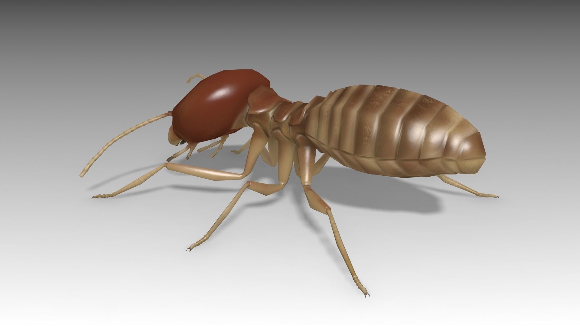 Termite Worker Low-poly 3D model_8