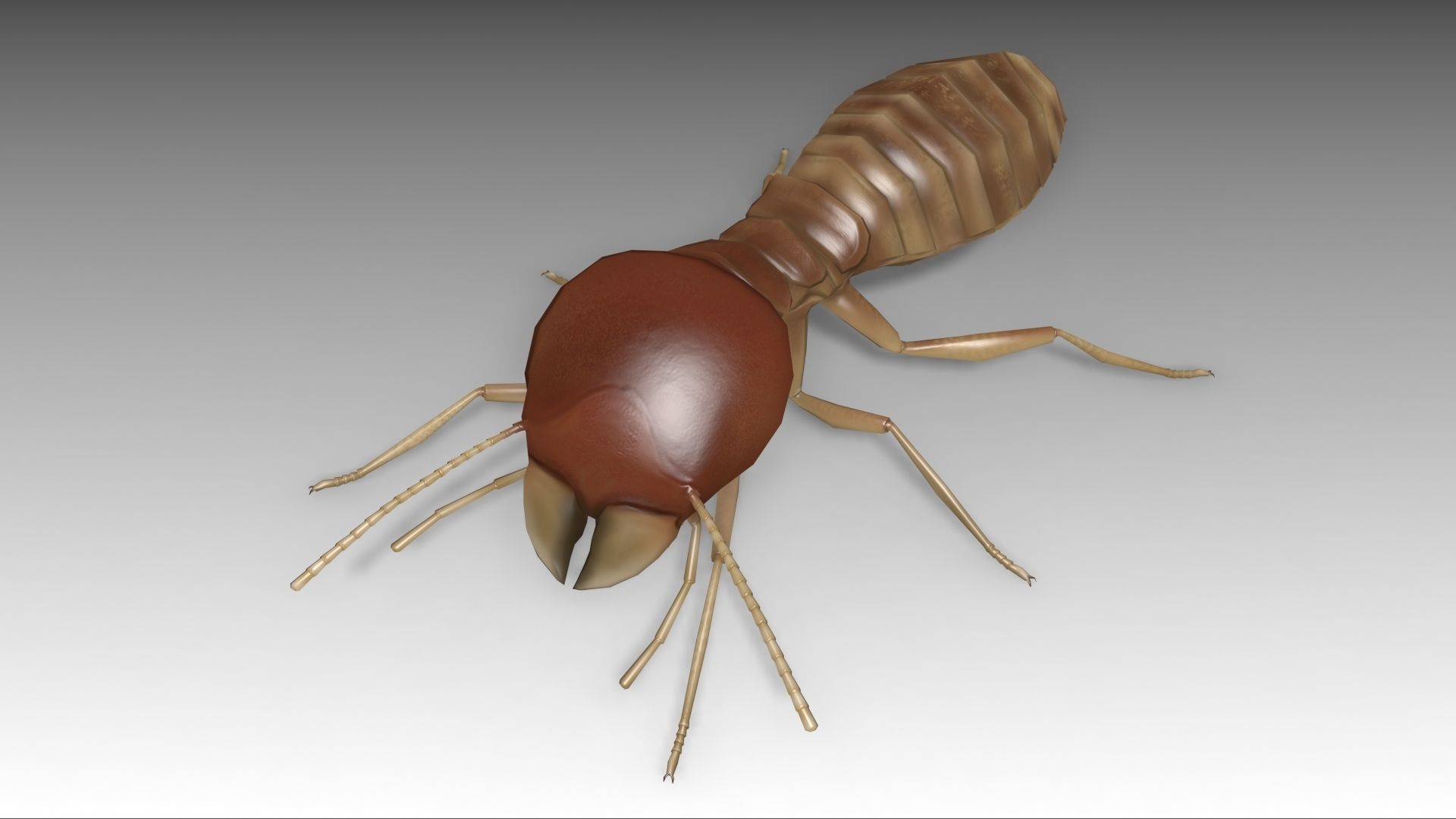Termite Worker Low-poly 3D model_11