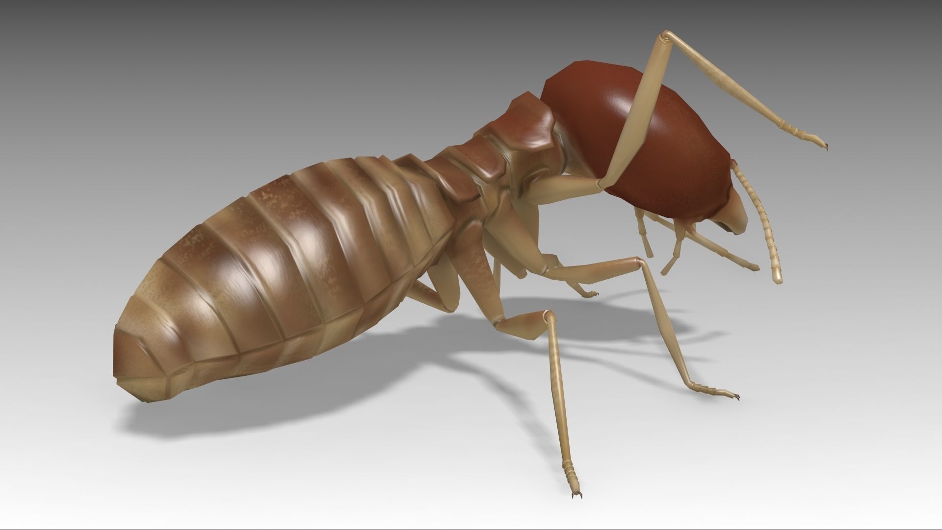 Termite Worker Low-poly 3D model_4