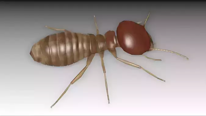 Termite Worker Low-poly 3D model