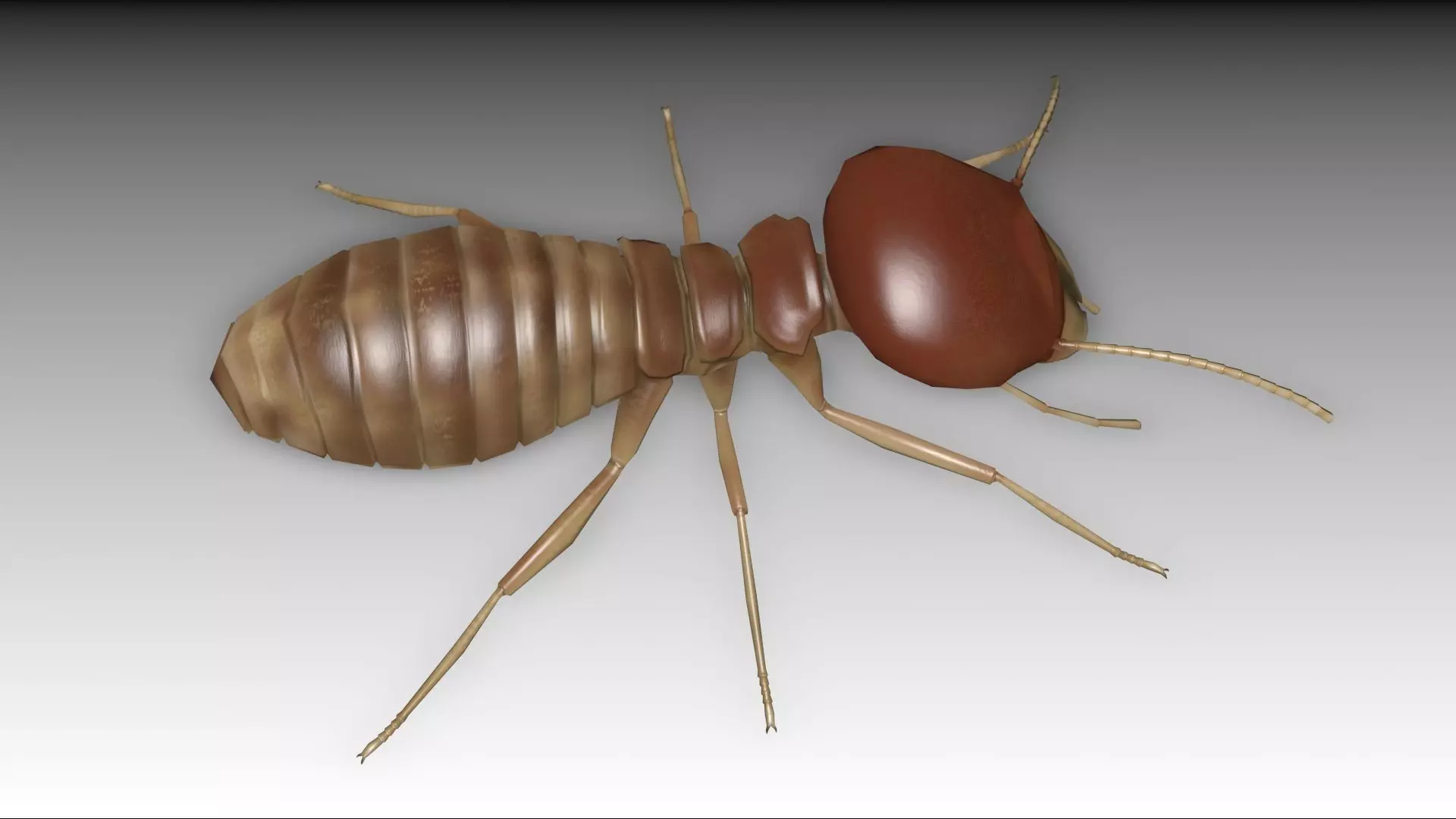 Termite Worker Low-poly 3D model_0