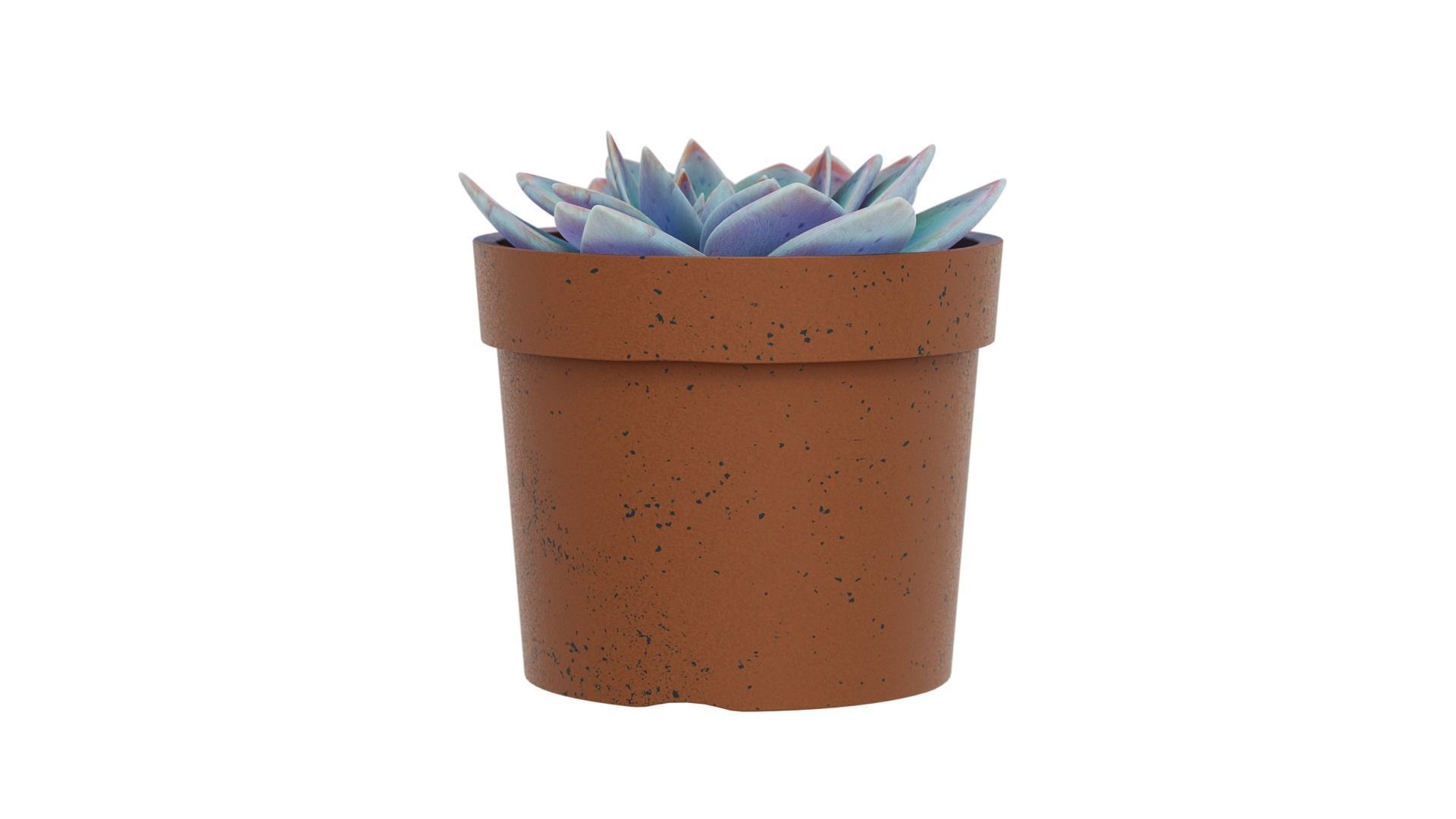 Potted Plant white rose succulent 3D model_4