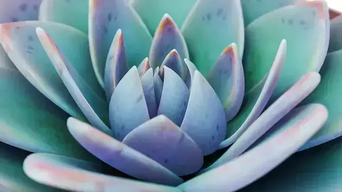Potted Plant white rose succulent 3D model