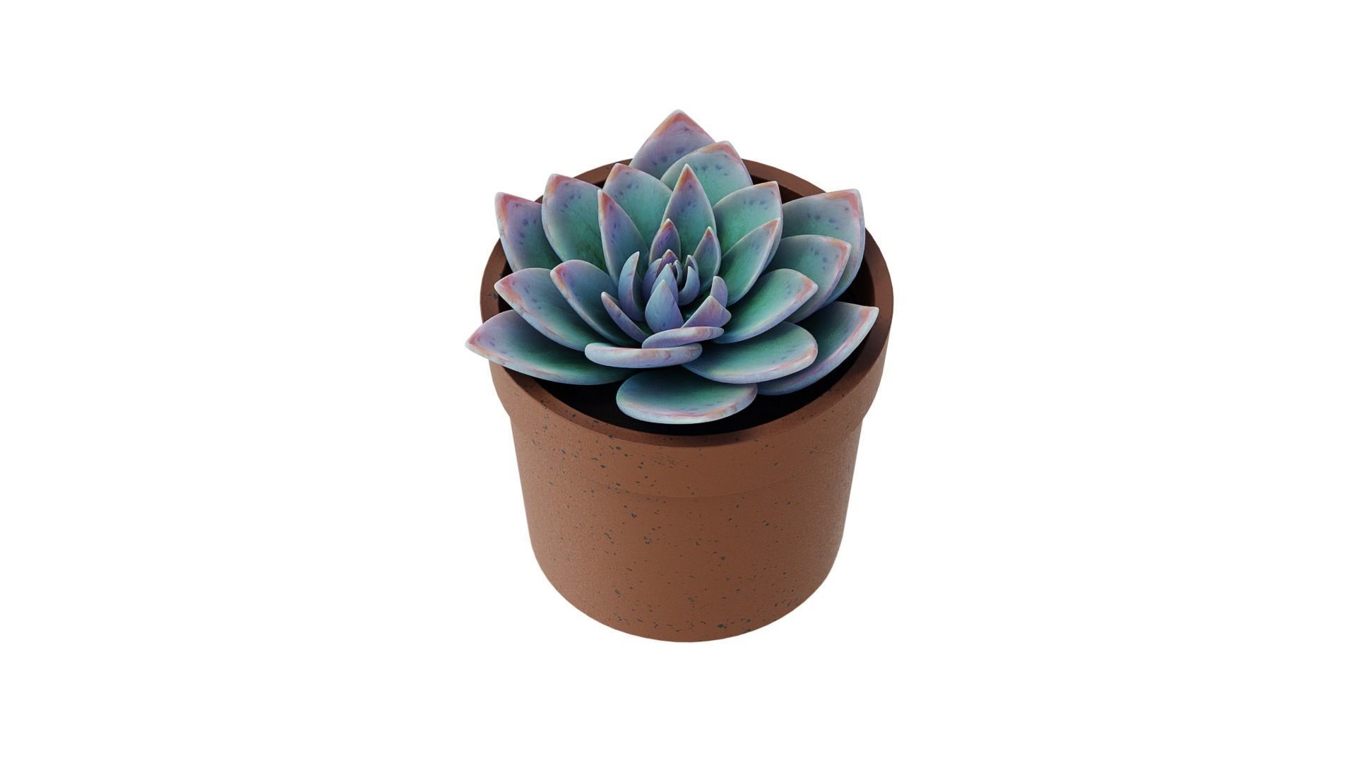 Potted Plant white rose succulent 3D model_3