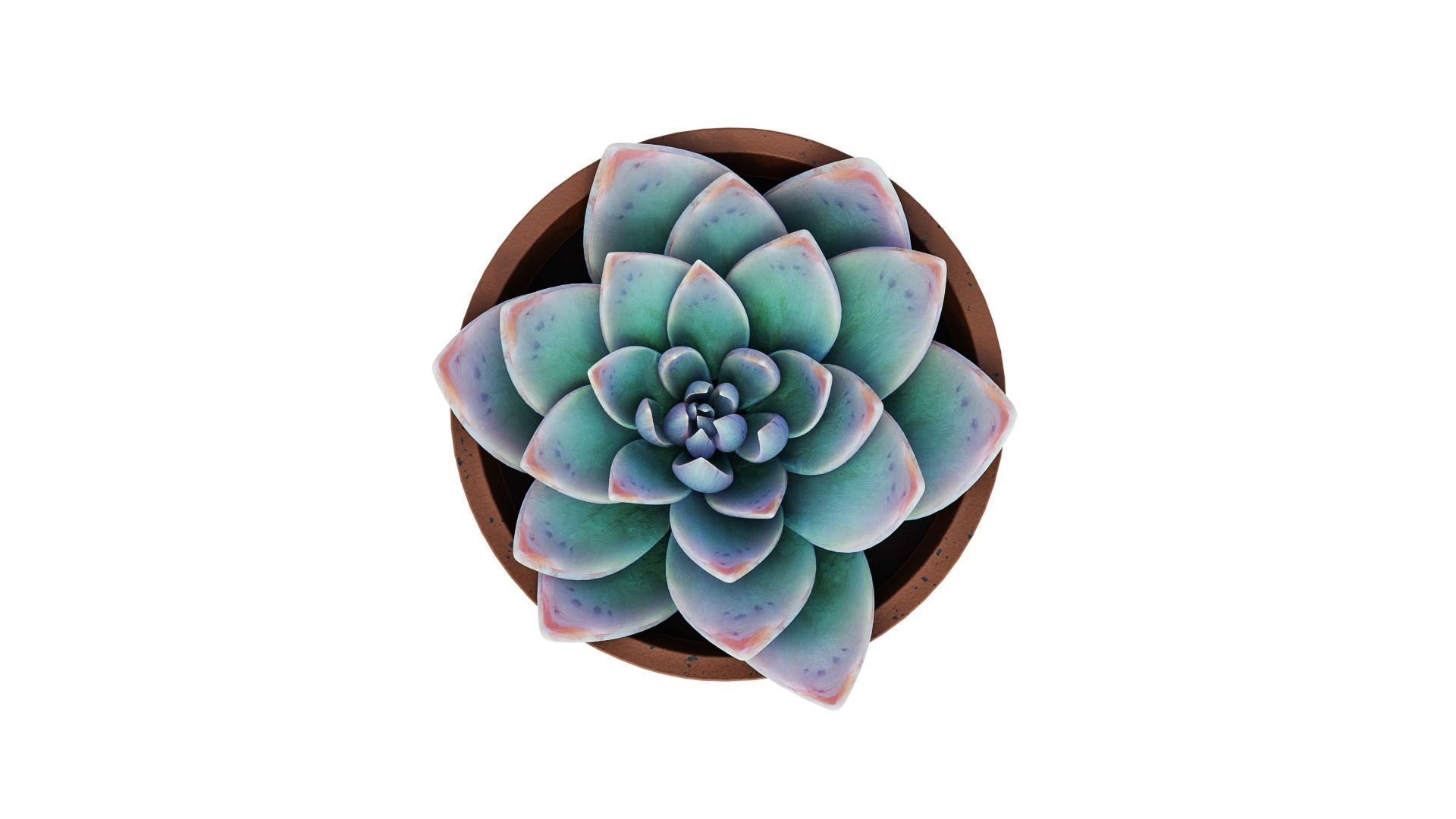 Potted Plant white rose succulent 3D model_2