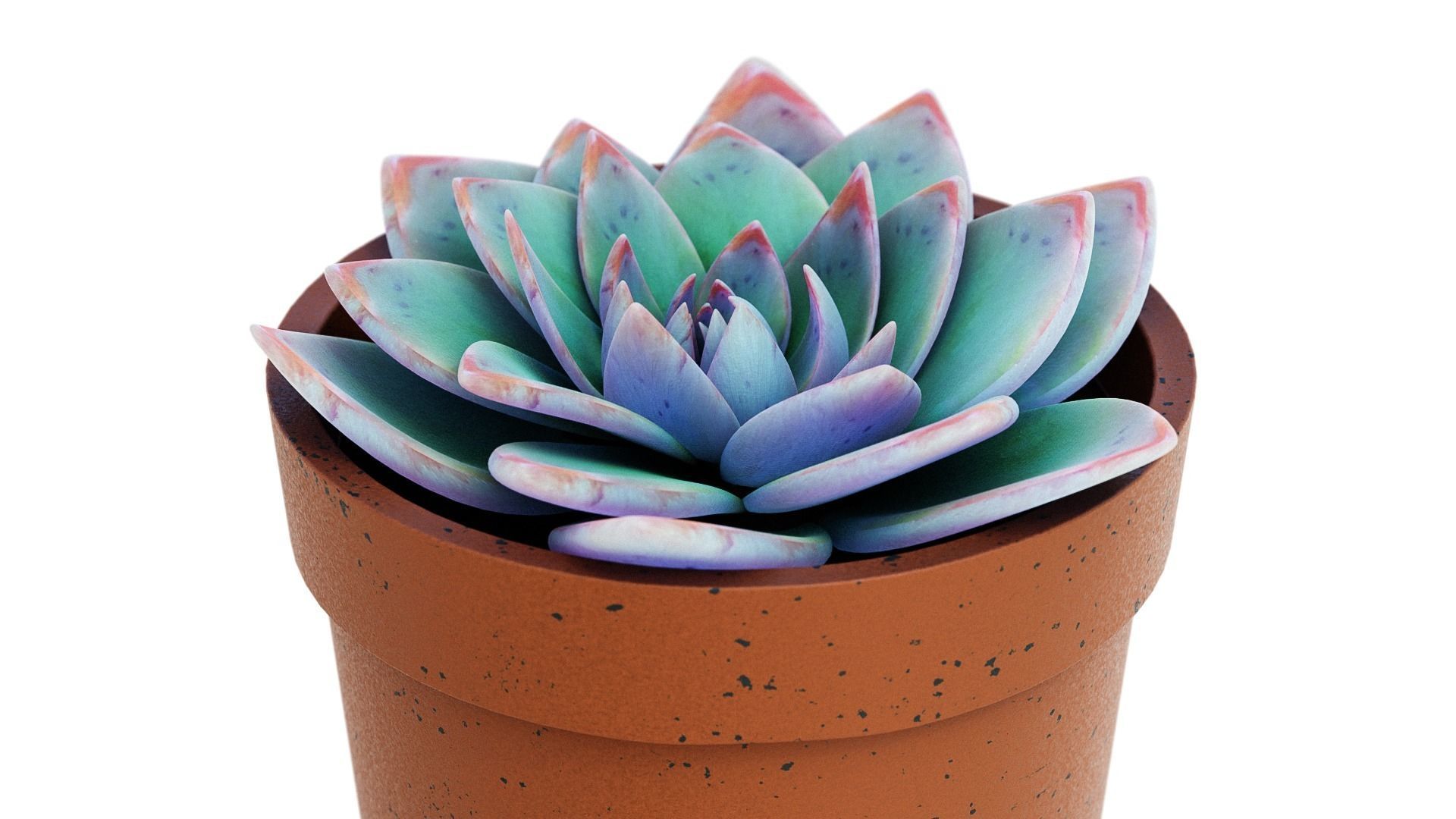 Potted Plant white rose succulent 3D model_1