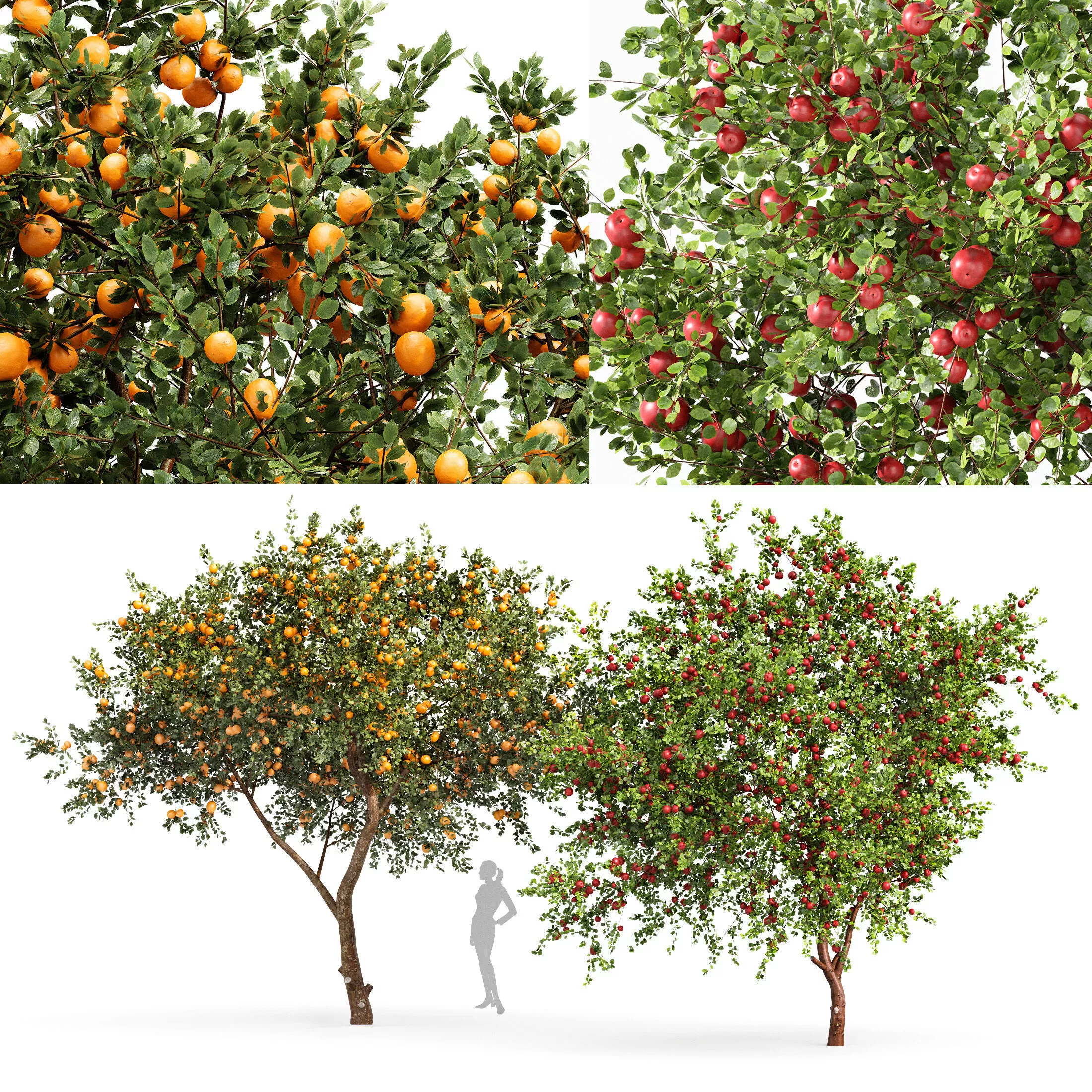 fruit trees orange and apple 3D model