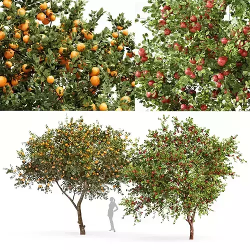 fruit trees orange and apple