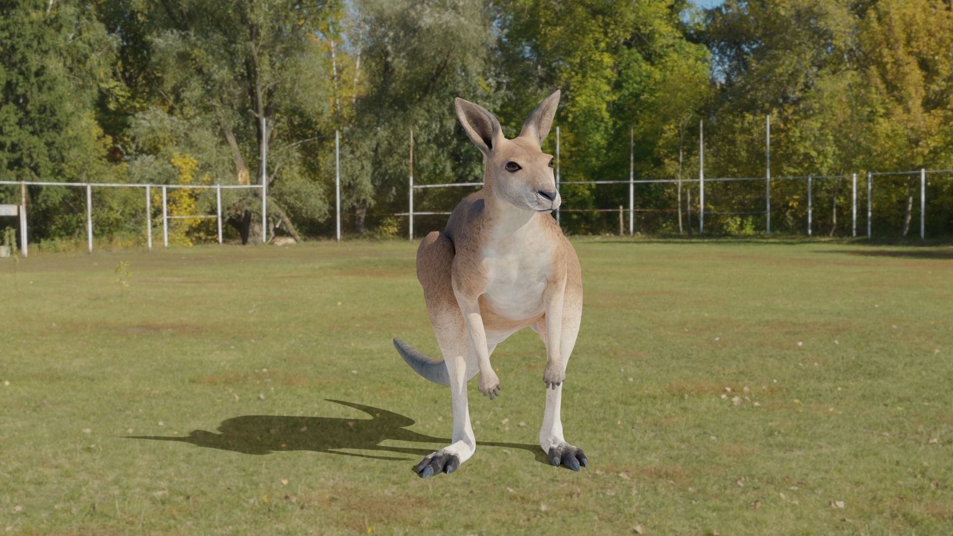 Kangaroo 3D animated 3D model_1