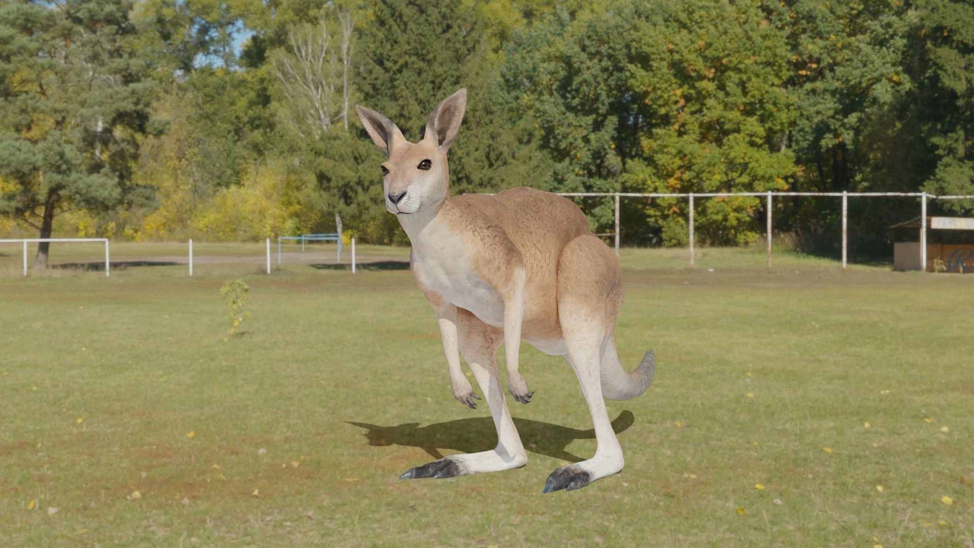 Kangaroo 3D animated 3D model_2