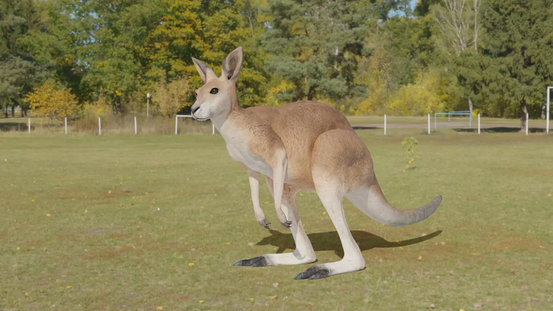 Kangaroo 3D animated 3D model_0