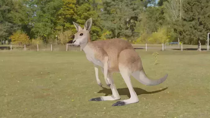 Kangaroo 3D animated 3D model