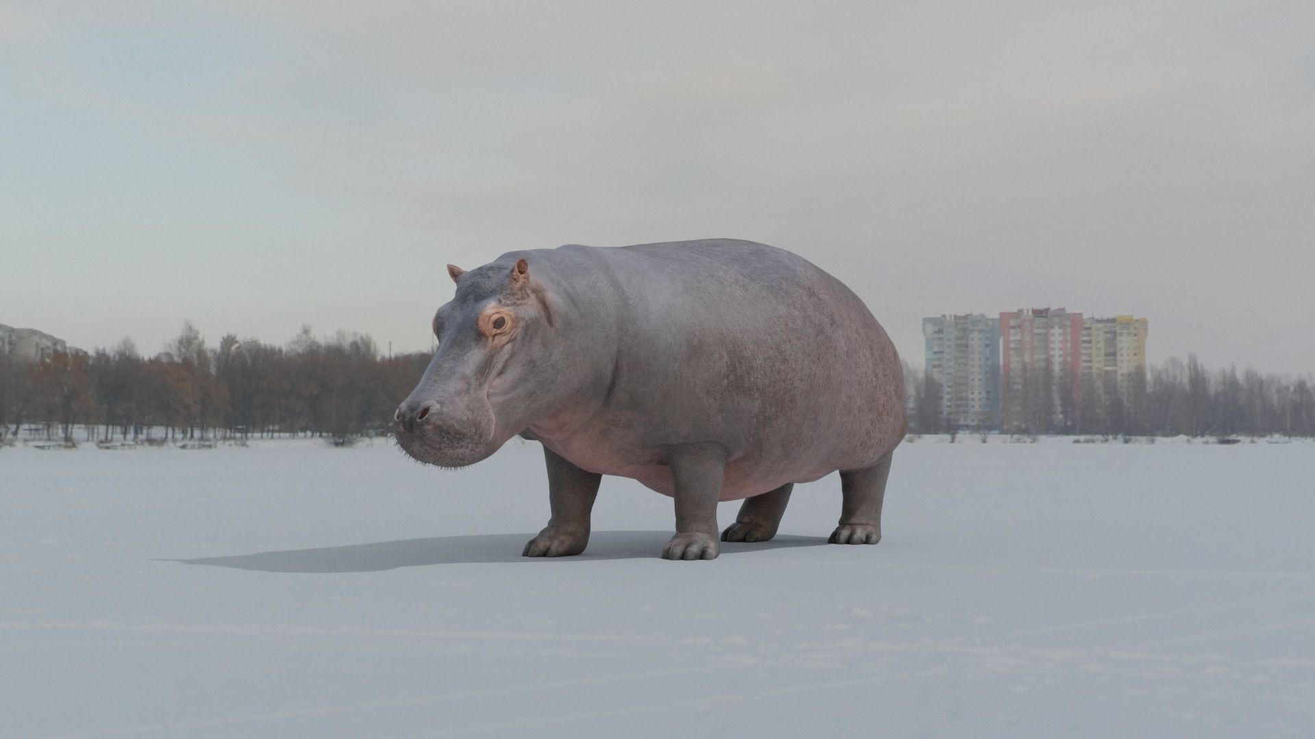 Hippo animated 3D 3D model_2
