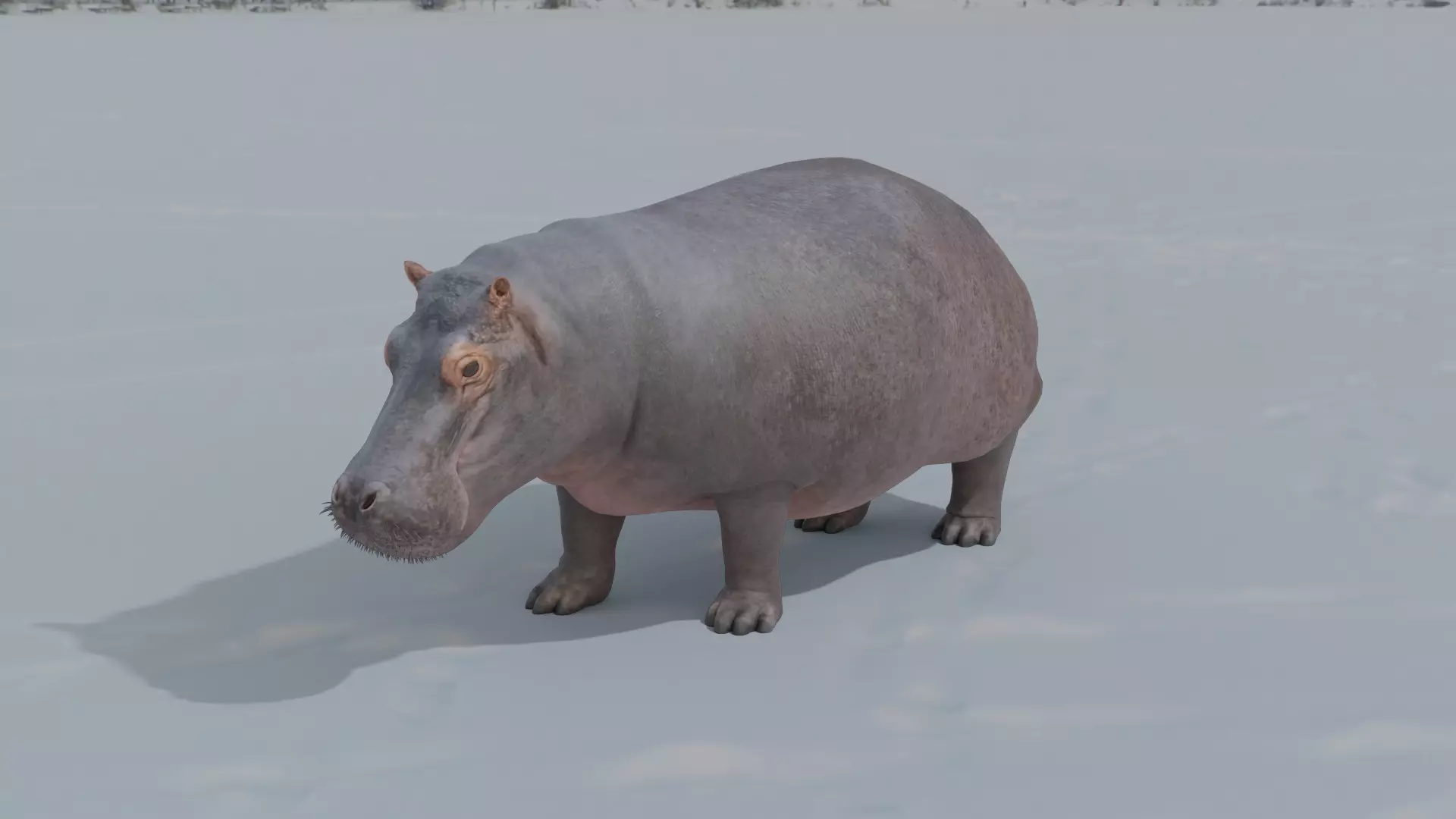 Hippo animated 3D 3D model_0