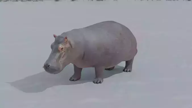 Hippo animated 3D 3D model