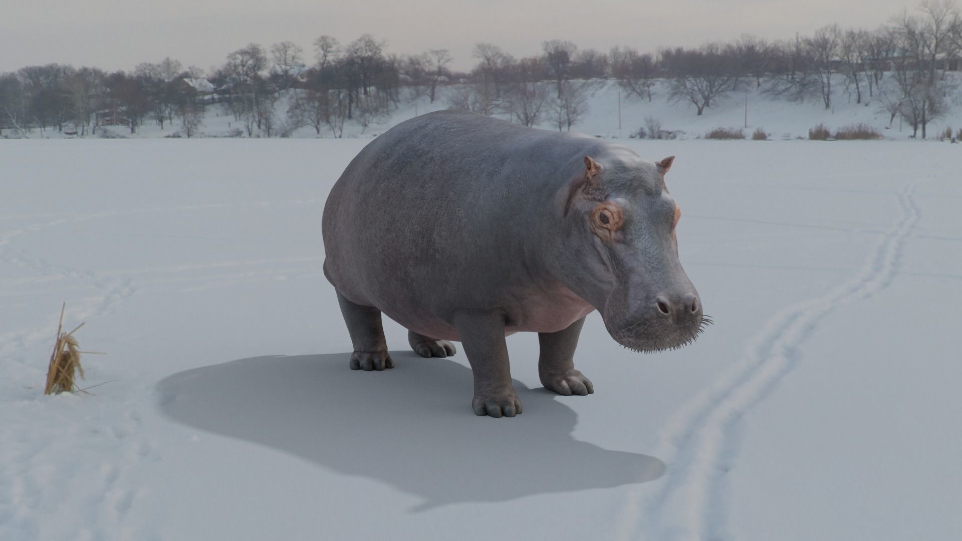 Hippo animated 3D 3D model_1