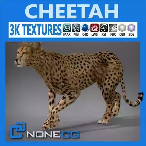 Cheetah