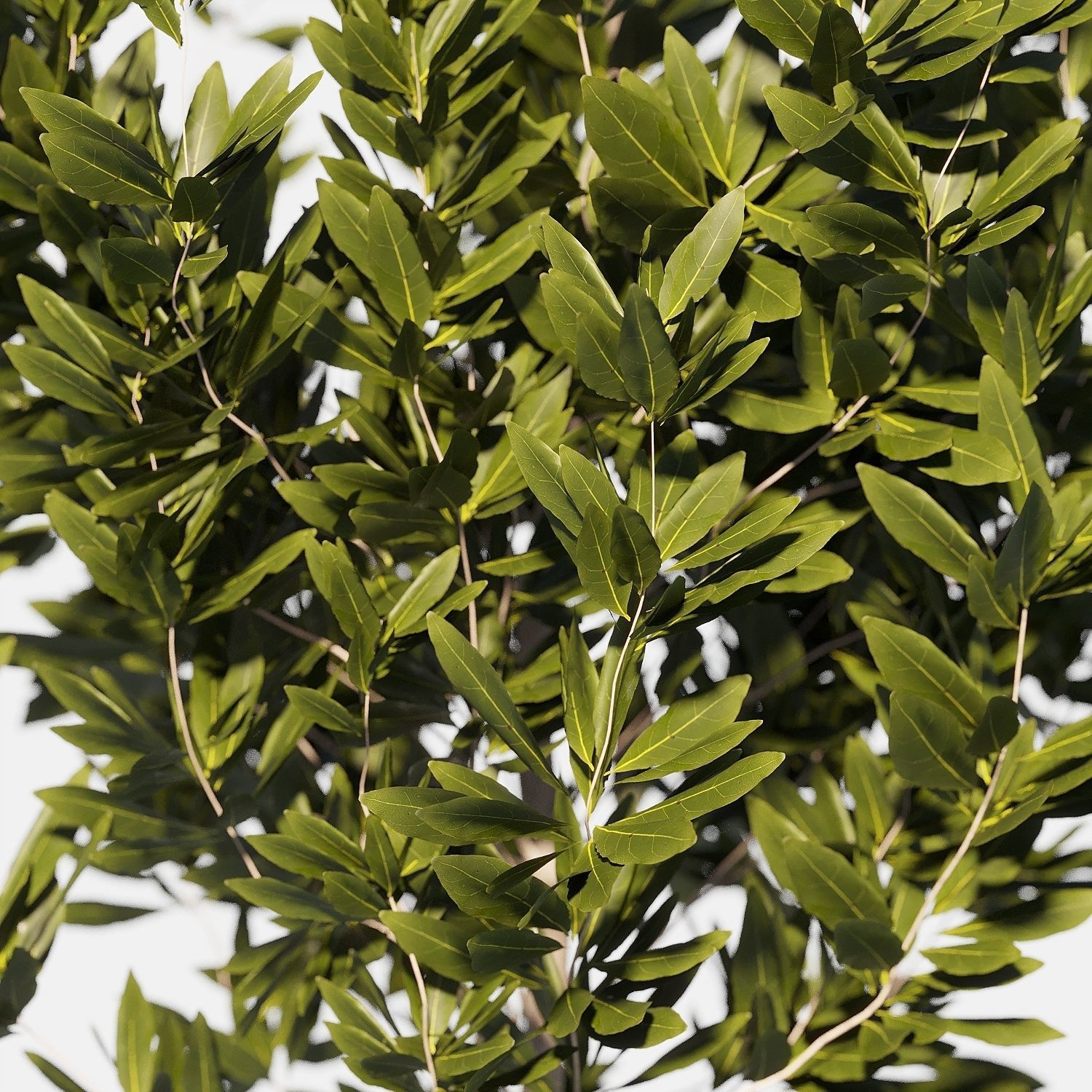 Bushes for Interior 3D model_1